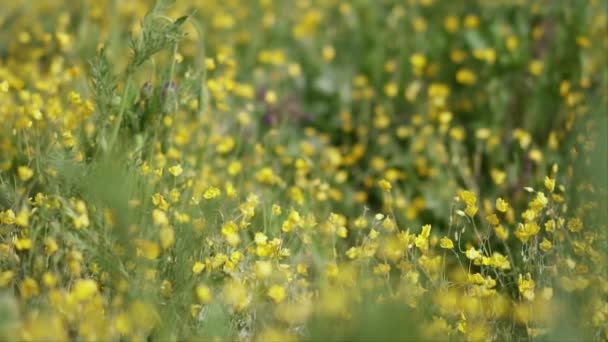 纯净的自然场面在一个绿色的领域与花 在慢动作 — 图库视频影像