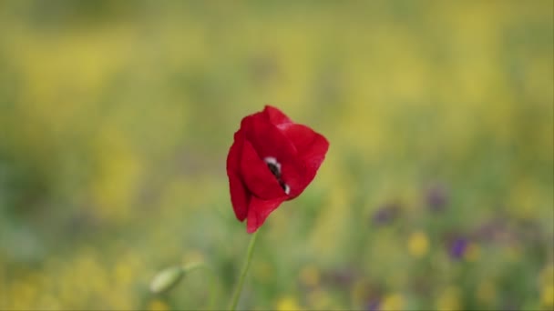 ピュアレッドケシの花 スローモーションで 緑のフィールドのシーン — ストック動画