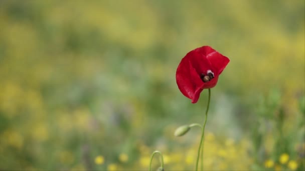 Pure Red Poppy Flower Scenes Green Field Slow Motion — Stock Video