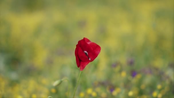 ピュアレッドケシの花 スローモーションで 緑のフィールドのシーン — ストック動画