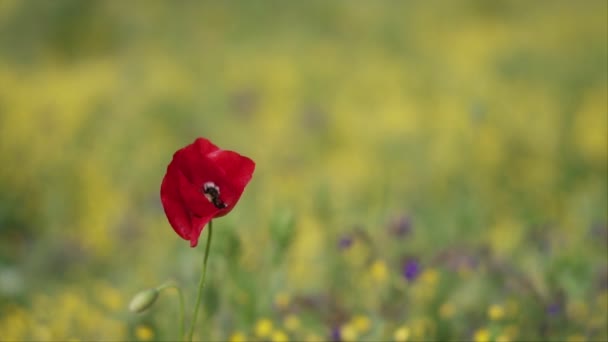 Flor Amapola Roja Pura Escenas Campo Verde Cámara Lenta — Vídeos de Stock