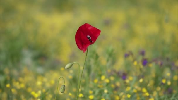 Czysta Czerwona Kwiat Maku Sceny Zielonym Polu Zwolnionym Tempie — Wideo stockowe