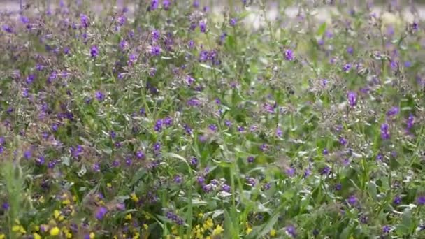 Scènes de nature pure dans un champ verdoyant avec des fleurs, au ralenti 