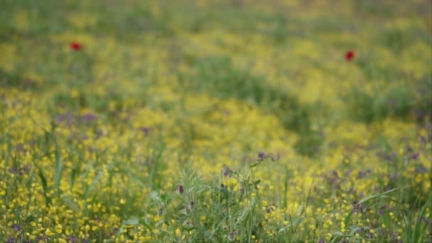 Puur Natuur Scènes Een Groen Veld Met Bloemen Slow Motion — Stockvideo