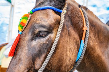 Yunanistan 'da Santorini Adası 'nda Donkey, Thira 'da vurdu