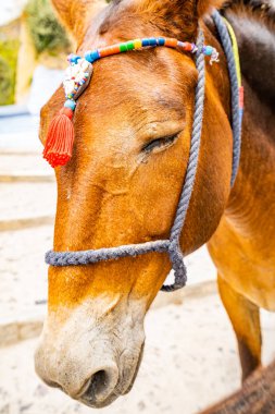 Yunanistan 'da Santorini Adası 'nda Donkey, Thira 'da vurdu