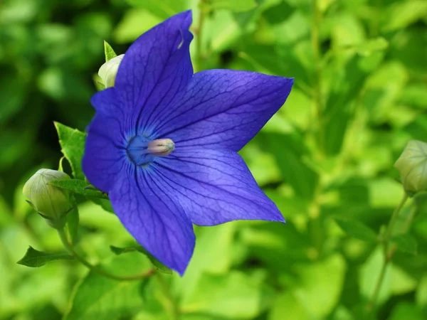 Platycodon Grandiflorus Балонна Квітка Або Китайський Дзвіночок — стокове фото