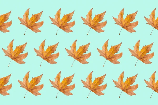 Herbst Hintergrund Mit Ahornblättern Minimales Konzept Für Die Herbstsaison — Stockfoto