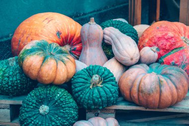 Kabaklar ve squashes sonbaharda hasat arka plan