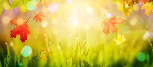 Herbst Hintergrund mit Ahornblättern über Herbst Natur Bokeh — Stockfoto