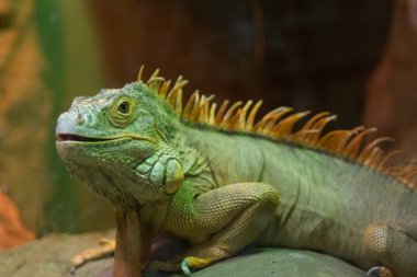 genç köpek yavrusu köpek ayakta sokakta