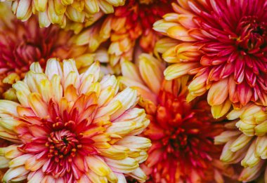 Çiçek arka planını krizantem.