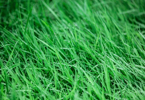 Herbe Fraîche Avec Gouttes Rosée — Photo