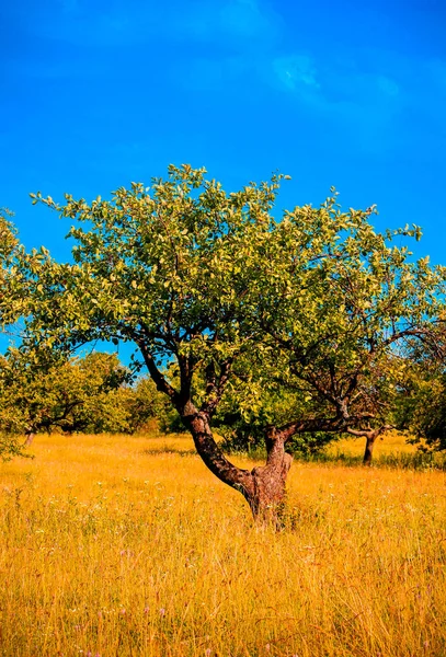 African Savanna Beautiful Landscape — Stock Photo, Image