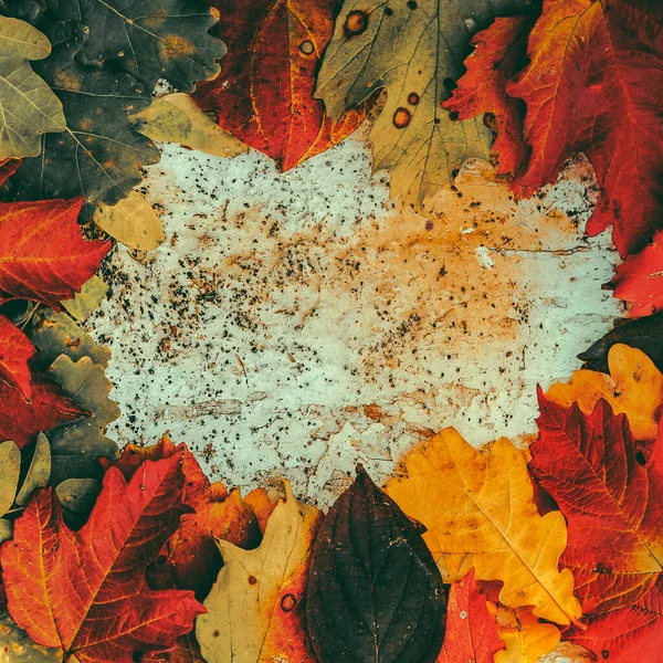 Röda Orange Blad Med Bokeh Svart Bakgrund — Stockfoto