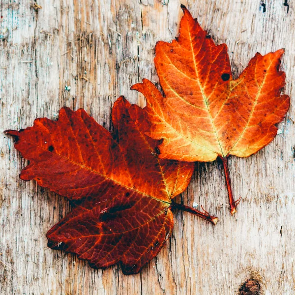 Rosso Foglie Arancioni Con Bokeh Sfondo Nero — Foto Stock