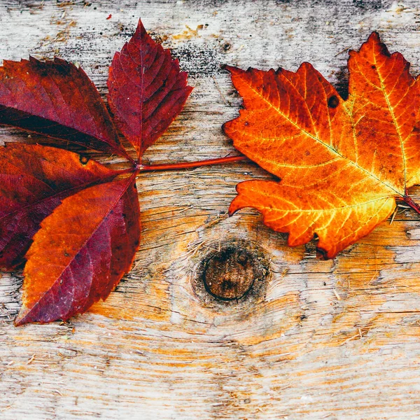 Rosso Foglie Arancioni Con Bokeh Sfondo Nero — Foto Stock