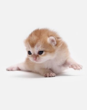 İngiliz Shorthair Bri siyah altın gölgeli ny 11 beyaz bir arka plan üzerinde kedi yavrusu