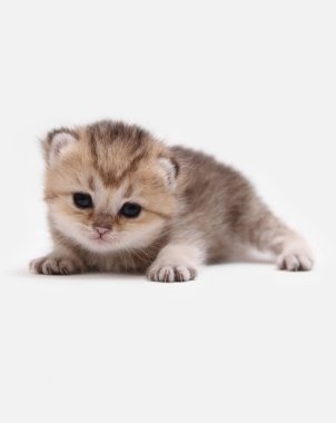 İngiliz Shorthair Bri siyah altın beyaz bir arka plan üzerinde ny 25 kedi yavrusu işaretli