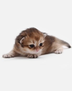 İngiliz Longhair Blh siyah altın beyaz bir arka plan üzerinde ny 25 kedi yavrusu işaretli