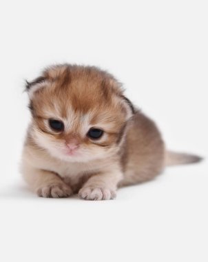 İngiliz Longhair Blh siyah altın beyaz bir arka plan üzerinde ny 25 kedi yavrusu işaretli