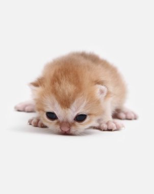 İngiliz Shorthair Bri siyah altın gölgeli ny 11 beyaz bir arka plan üzerinde kedi yavrusu