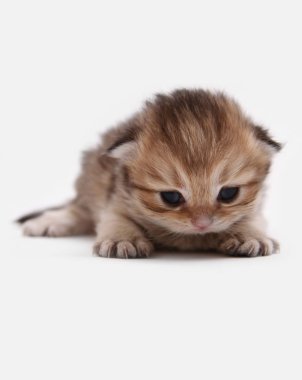 İngiliz Longhair Blh siyah altın beyaz bir arka plan üzerinde ny 25 kedi yavrusu işaretli