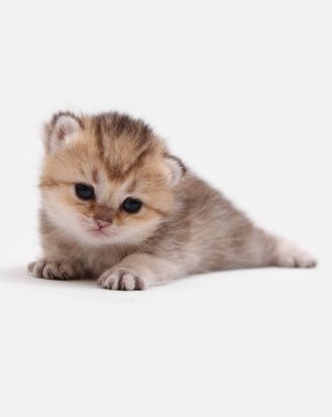 İngiliz Shorthair Bri siyah altın beyaz bir arka plan üzerinde ny 25 kedi yavrusu işaretli