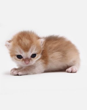 İngiliz Shorthair Bri siyah altın gölgeli ny 11 beyaz bir arka plan üzerinde kedi yavrusu