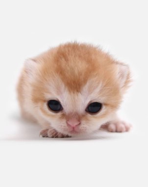 İngiliz Shorthair Bri siyah altın gölgeli ny 11 beyaz bir arka plan üzerinde kedi yavrusu