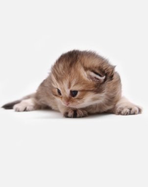 İngiliz Longhair Blh siyah altın beyaz bir arka plan üzerinde ny 25 kedi yavrusu işaretli