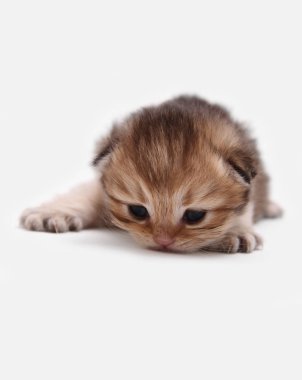 İngiliz Longhair Blh siyah altın beyaz bir arka plan üzerinde ny 25 kedi yavrusu işaretli