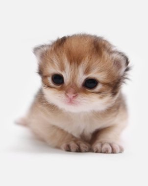 İngiliz Longhair Blh siyah altın beyaz bir arka plan üzerinde ny 25 kedi yavrusu işaretli