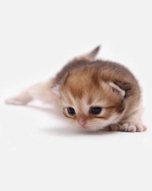 Üç hafta içinde küçük bir kedi yavrusunun ilk adımları