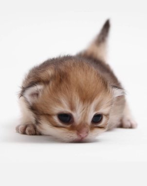Beyaz bir arka plan üzerinde sevimli yenidoğan kedi yavrusu İngiliz altın chinchilla