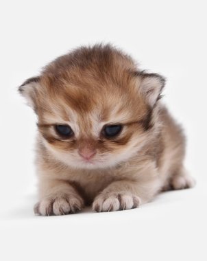 İngiliz Longhair Blh siyah altın beyaz bir arka plan üzerinde ny 25 kedi yavrusu işaretli