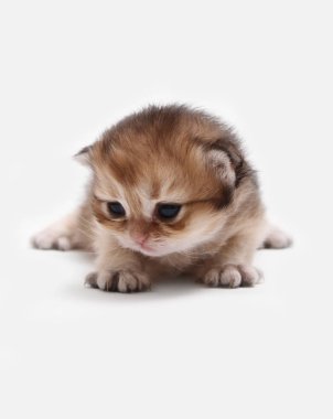 İngiliz Longhair Blh siyah altın beyaz bir arka plan üzerinde ny 25 kedi yavrusu işaretli