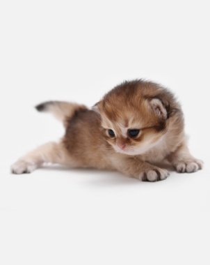 İngiliz Longhair Blh siyah altın beyaz bir arka plan üzerinde ny 25 kedi yavrusu işaretli