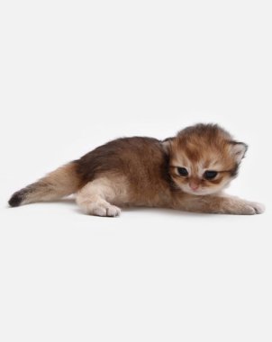 İngiliz Longhair Blh siyah altın beyaz bir arka plan üzerinde ny 25 kedi yavrusu işaretli