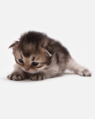 İngiliz Longhair Blh siyah altın beyaz bir arka plan üzerinde ny 25 kedi yavrusu işaretli