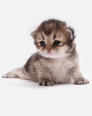 İngiliz Longhair Blh siyah altın beyaz bir arka plan üzerinde ny 25 kedi yavrusu işaretli