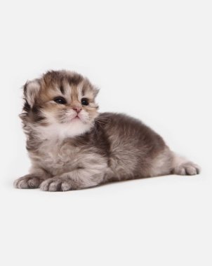 İngiliz Longhair Blh siyah altın beyaz bir arka plan üzerinde ny 25 kedi yavrusu işaretli