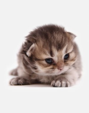 İngiliz Longhair Blh siyah altın beyaz bir arka plan üzerinde ny 25 kedi yavrusu işaretli