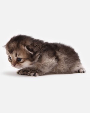 İngiliz Longhair Blh siyah altın beyaz bir arka plan üzerinde ny 25 kedi yavrusu işaretli