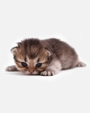 İngiliz Longhair Blh siyah altın beyaz bir arka plan üzerinde ny 25 kedi yavrusu işaretli