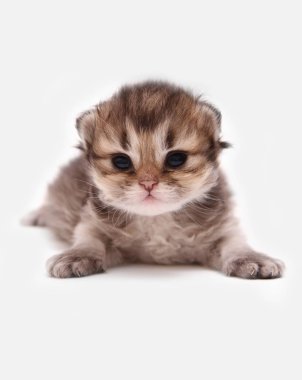 İngiliz Longhair Blh siyah altın beyaz bir arka plan üzerinde ny 25 kedi yavrusu işaretli