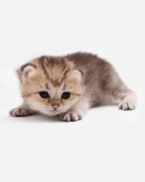 Brytyjski Shorthair Bri Czarny Złoty Zaznaczone Kitten Biały Tło — Zdjęcie stockowe