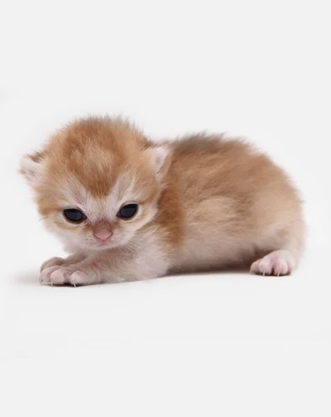 Brytyjski Shorthair Bri Czarny Złoty Zacieniony Kitten Biały Tło — Zdjęcie stockowe