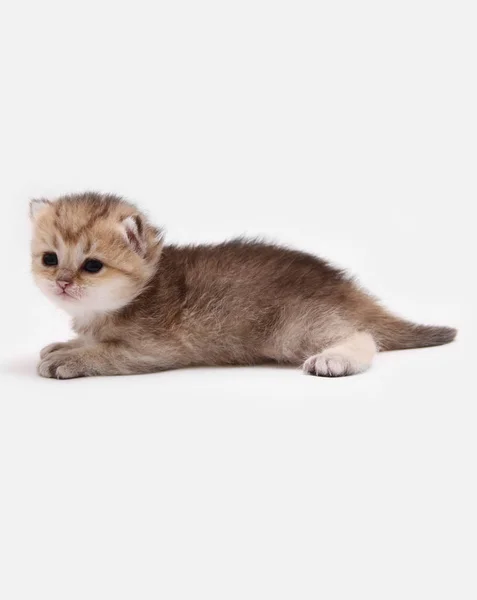 Britisch Kurzhaar Bri Schwarz Golden Ticked Kitten Auf Weißem Hintergrund — Stockfoto
