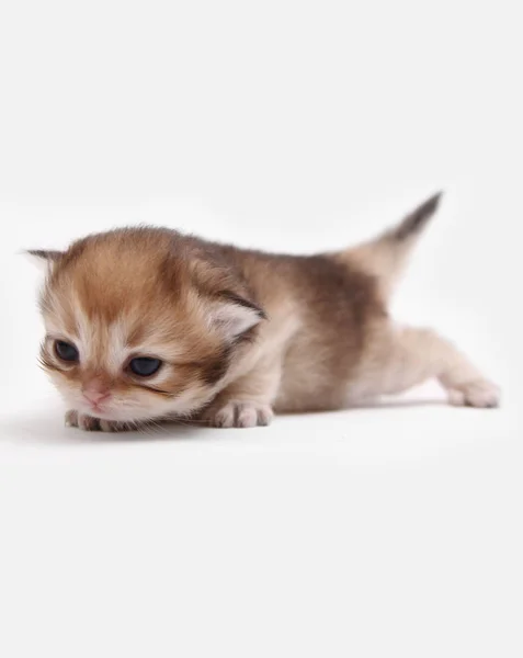 Primeiros Passos Gatinho Três Semanas — Fotografia de Stock